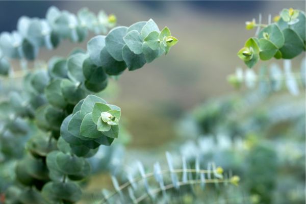 winter vibes eukaliptusz illat