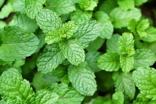 spearmint fodormenta