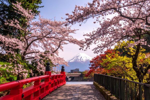 sakura cseresznyevirág fák ösvény mentén