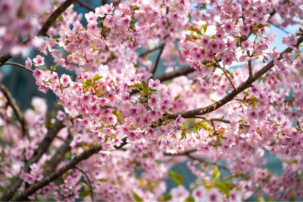 sakura virágzó cseresznyefák