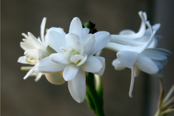 top 5 virágos illat tubarózsa