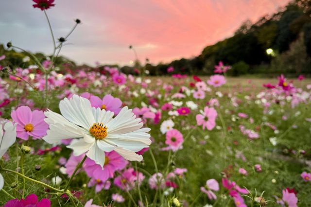 top 5 virágos illat