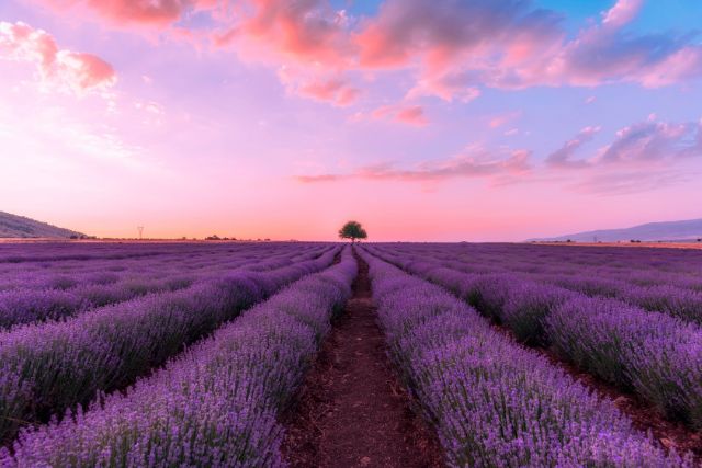 lavender oil illat